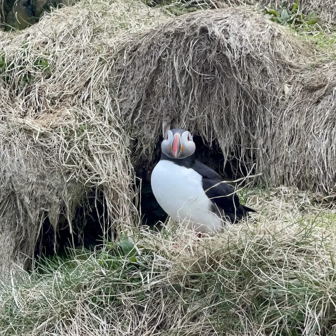 Puffin Paradise 2: 16-23 May 2026